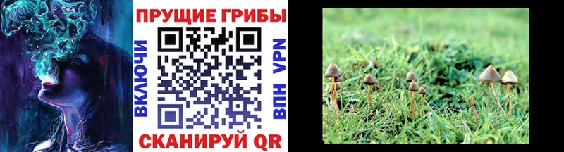 Галлюциногенные грибы Psilocybine cubensis  Отрадная 